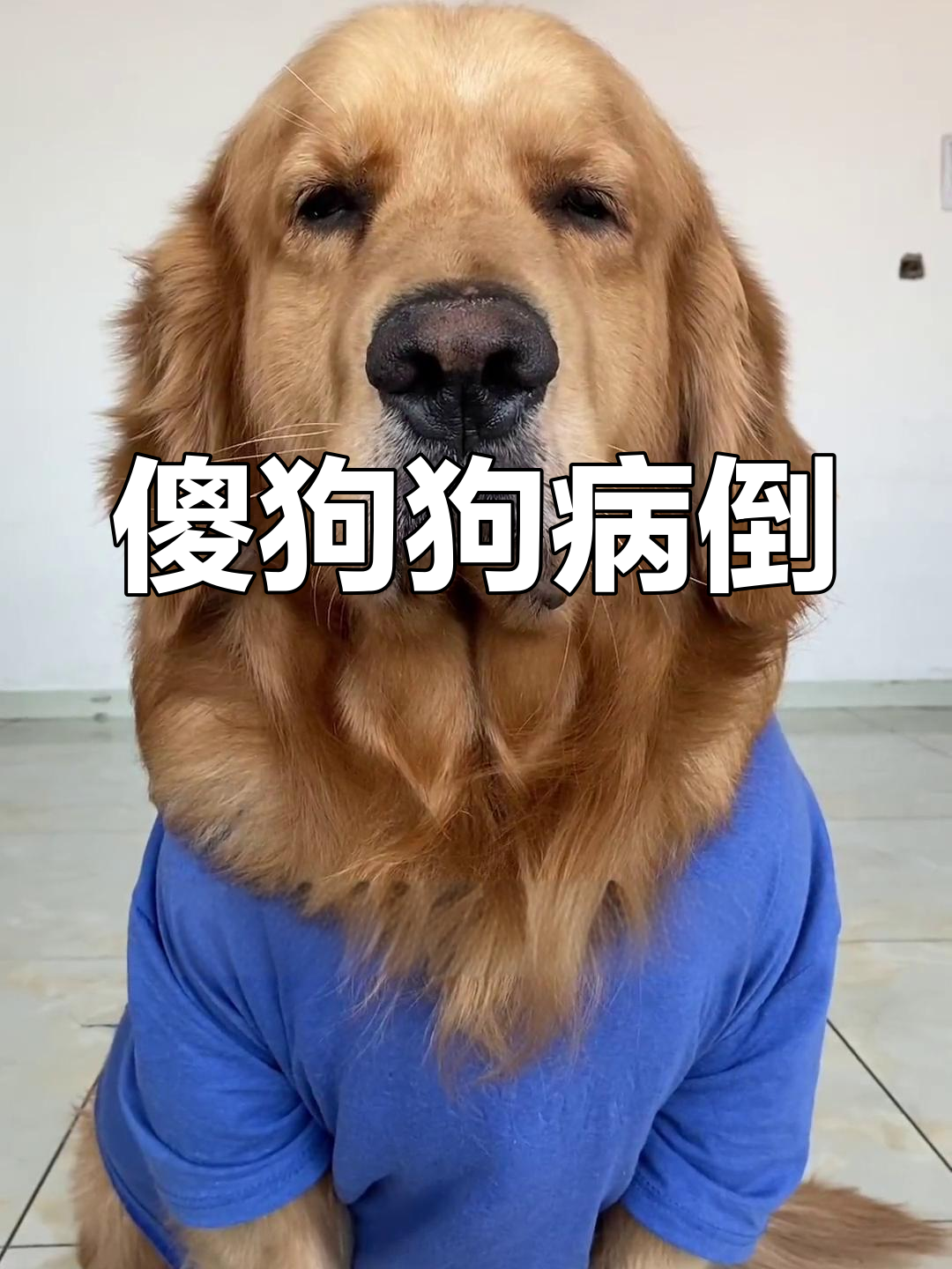 小胖狗生病了,明天好了请吃麻辣烫!