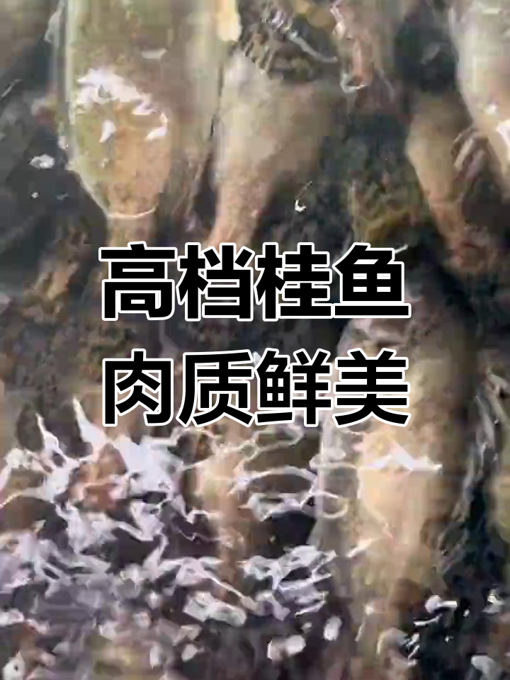 桂鱼:淡水珍品,肉嫩刺少,市场价高