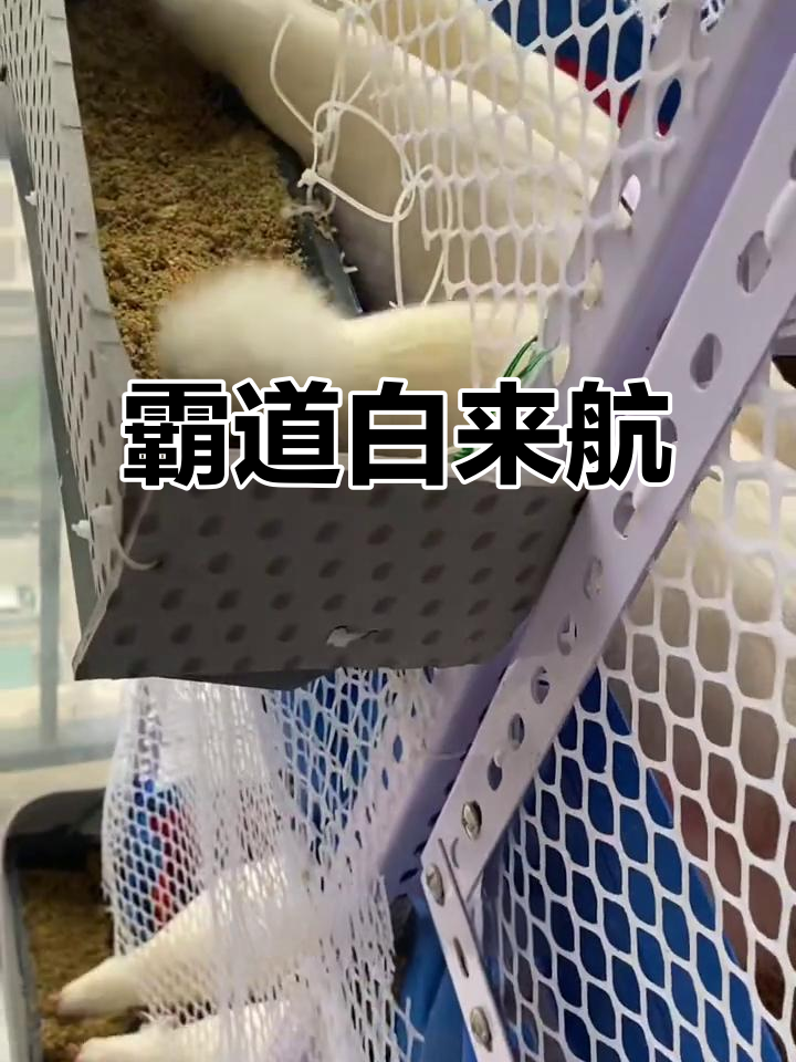 白来航虽少,却气场强大,若空间允许真想让它独占一方