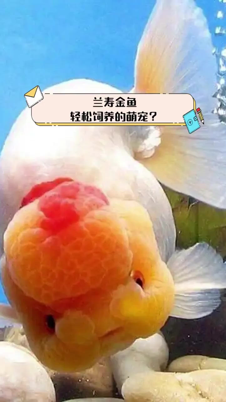 兰寿金鱼,轻松饲养的萌宠?