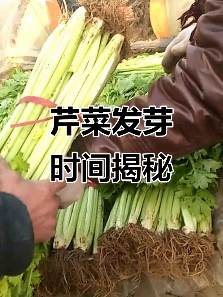 芹菜种子发芽需要多久?掌握催芽技巧,轻松种植