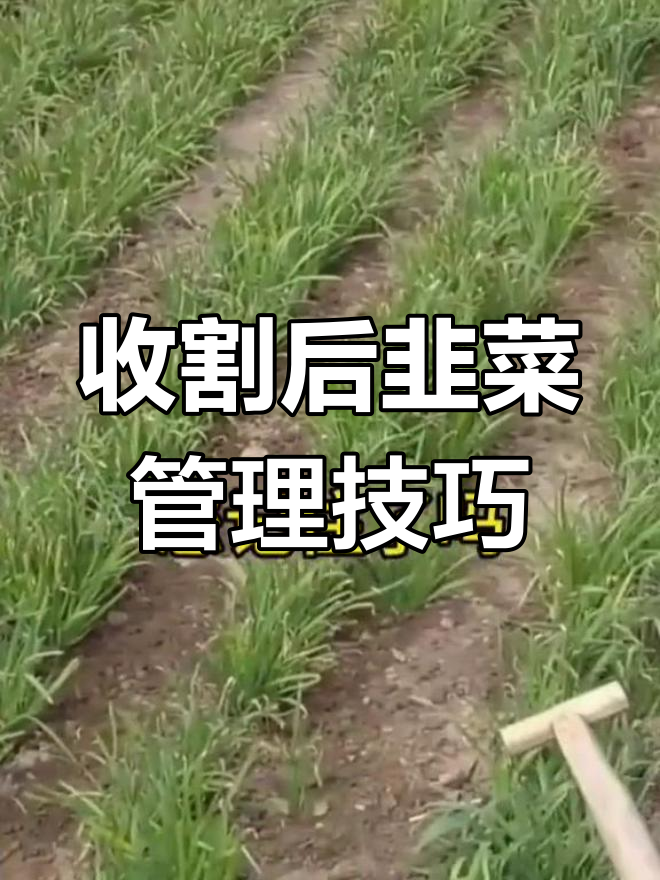 韭菜收割后管理全攻略,教你如何避免病害