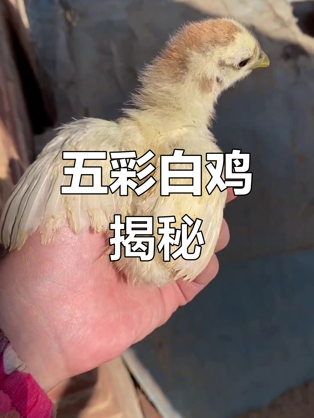 白色土鸡的五彩变化,你见过吗?