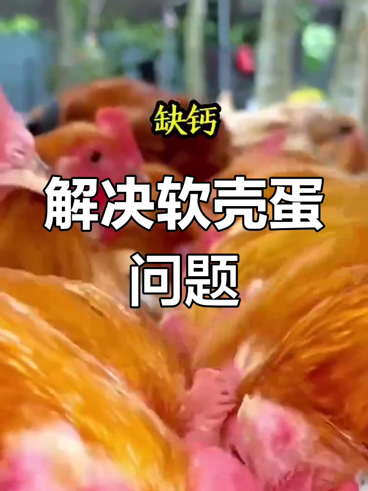鸡下软壳蛋的原因及解决方法