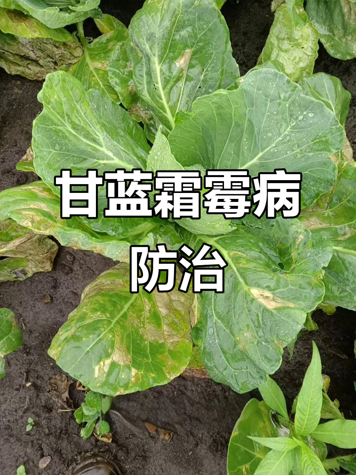 甘蓝霜霉病症状与防治药剂选择