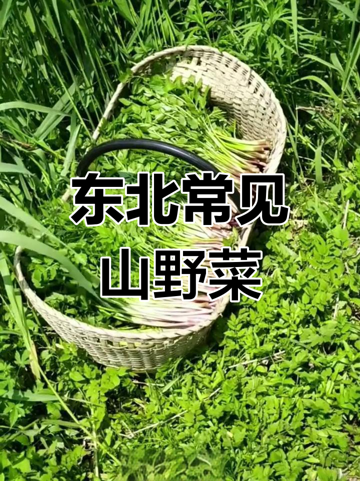 东北山野菜大揭秘,这些你都知道吗?