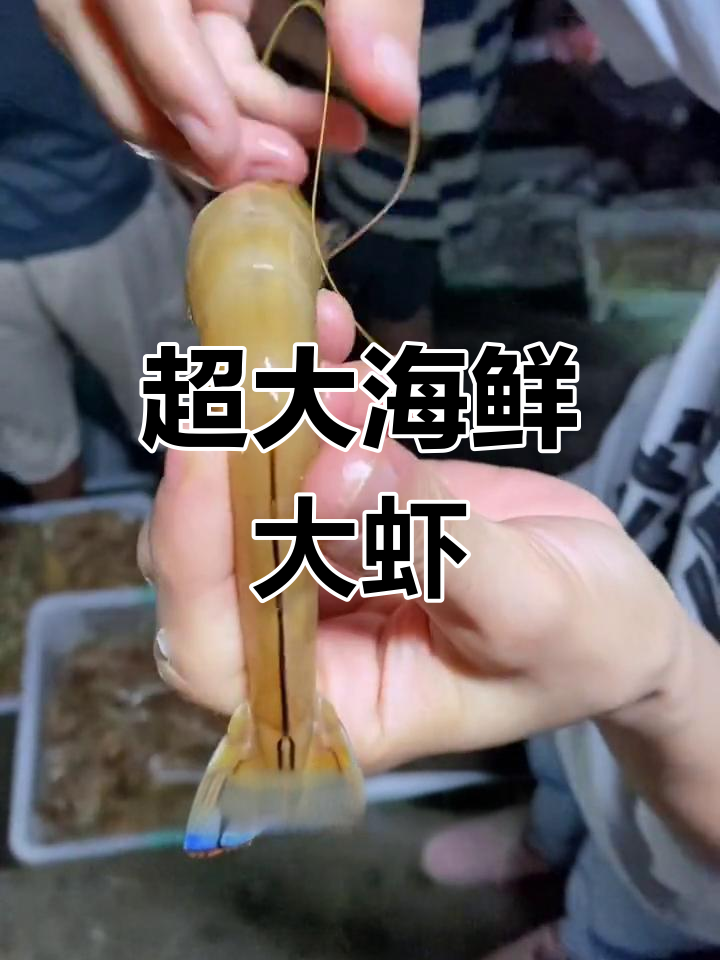 蓝尾大虾,内陆人少见的海鲜美味