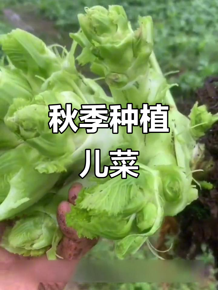 秋播必种!儿菜营养丰富,炒腌都美味