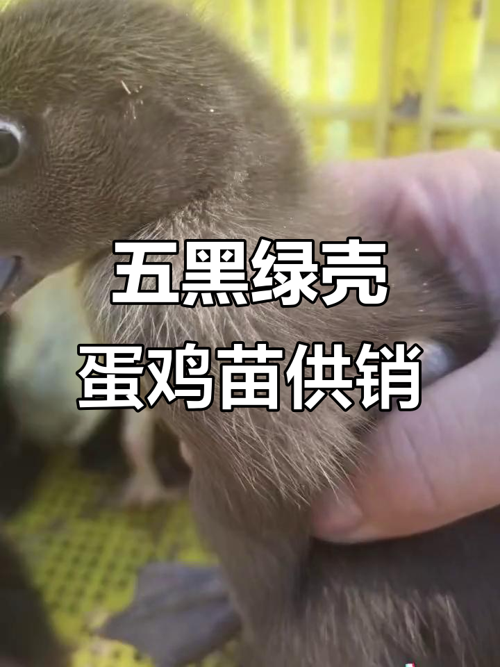 梧州藤县客户大量采购半斤以上五黑绿壳蛋鸡苗,火鸭苗供应充足