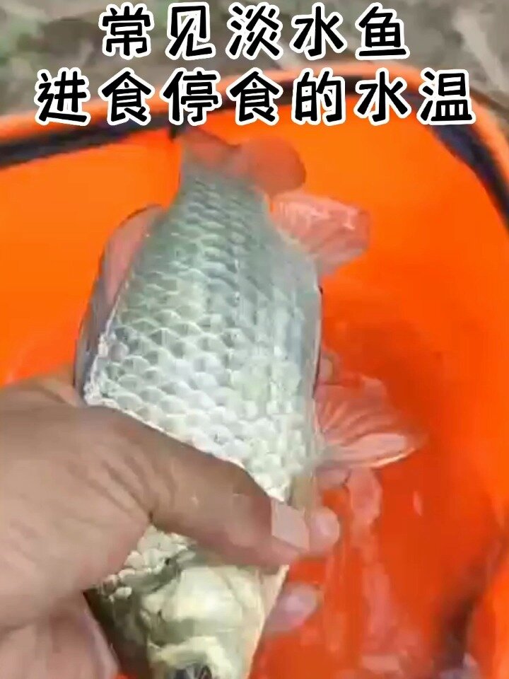 常见淡水鱼进食停食的温度