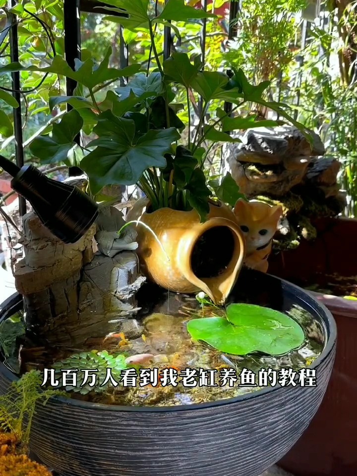 老缸生态养鱼自循环水教程