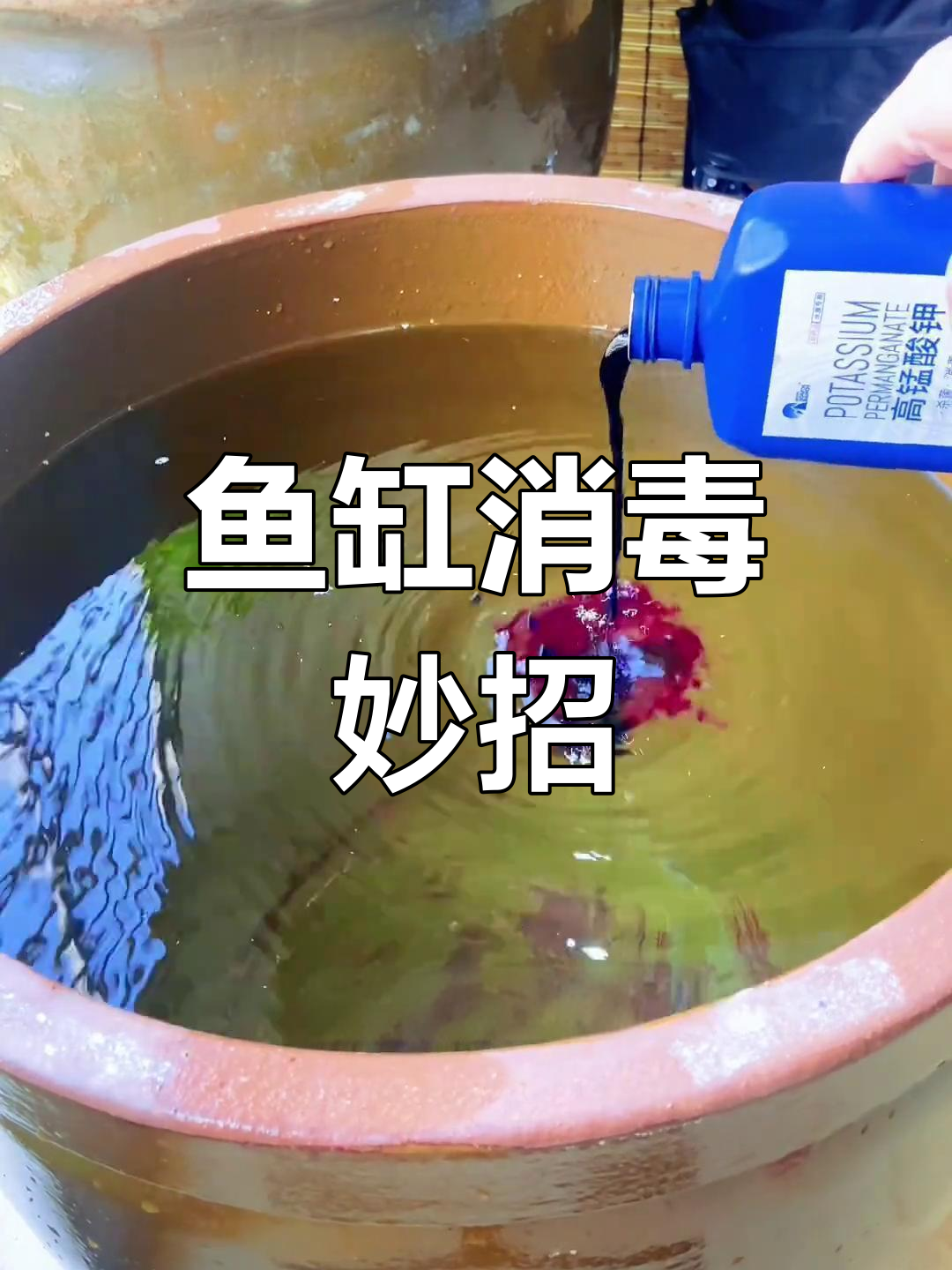 新鱼入缸前,用高锰酸钾消毒,确保健康无忧