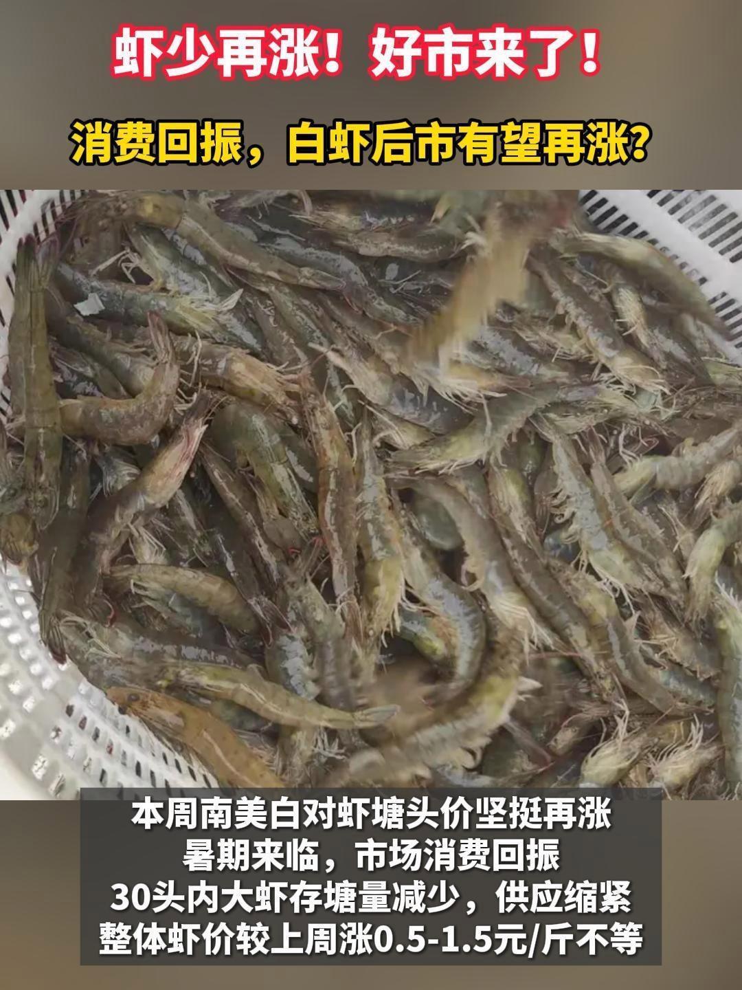 虾少再涨!好市来了!消费回振,白虾后市有望再涨?南美白对虾 水产养殖 三农