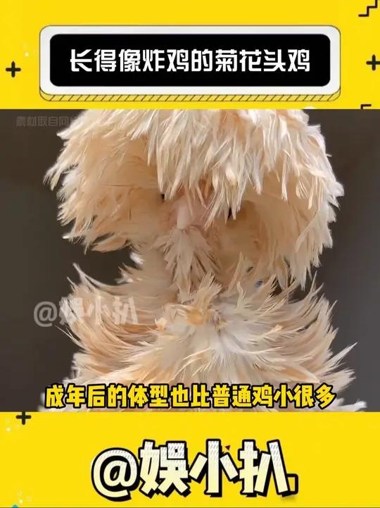 花里花气的菊花头鸡你就见过吗(素材源自网络 侵删)