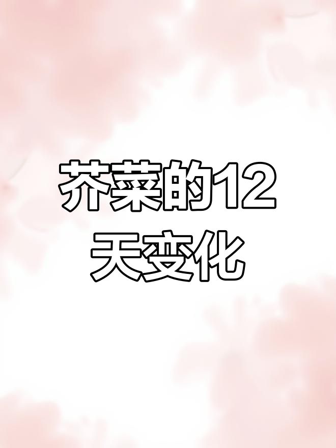12天见证芥菜成长,田园生活真有趣