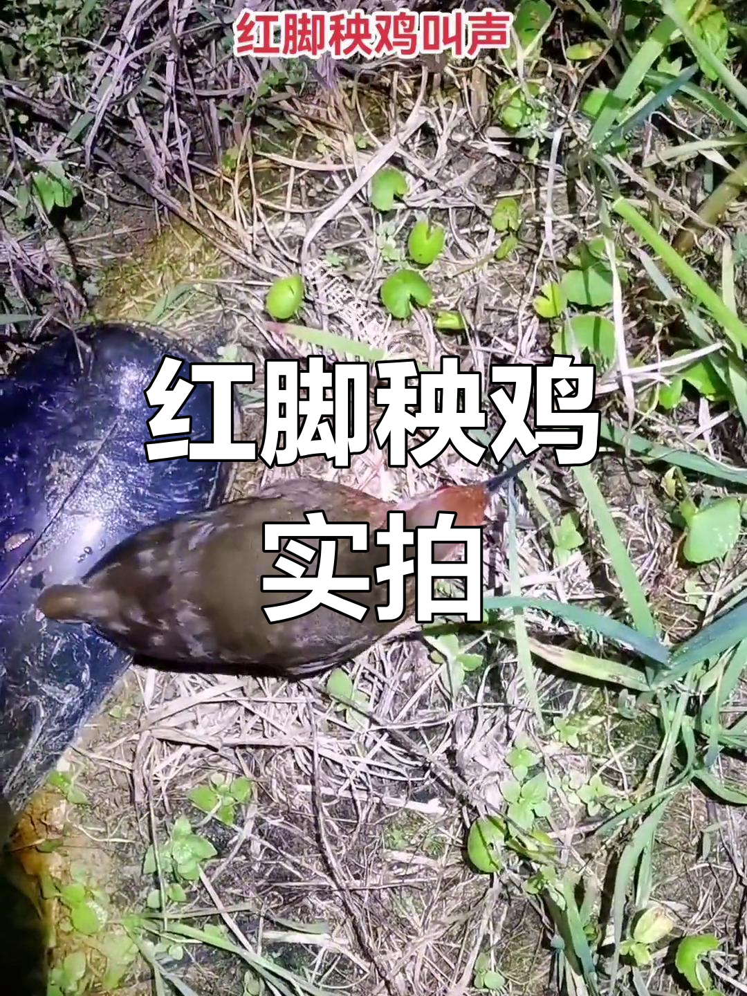 近距离拍摄红脚秧鸡,聆听自然之声