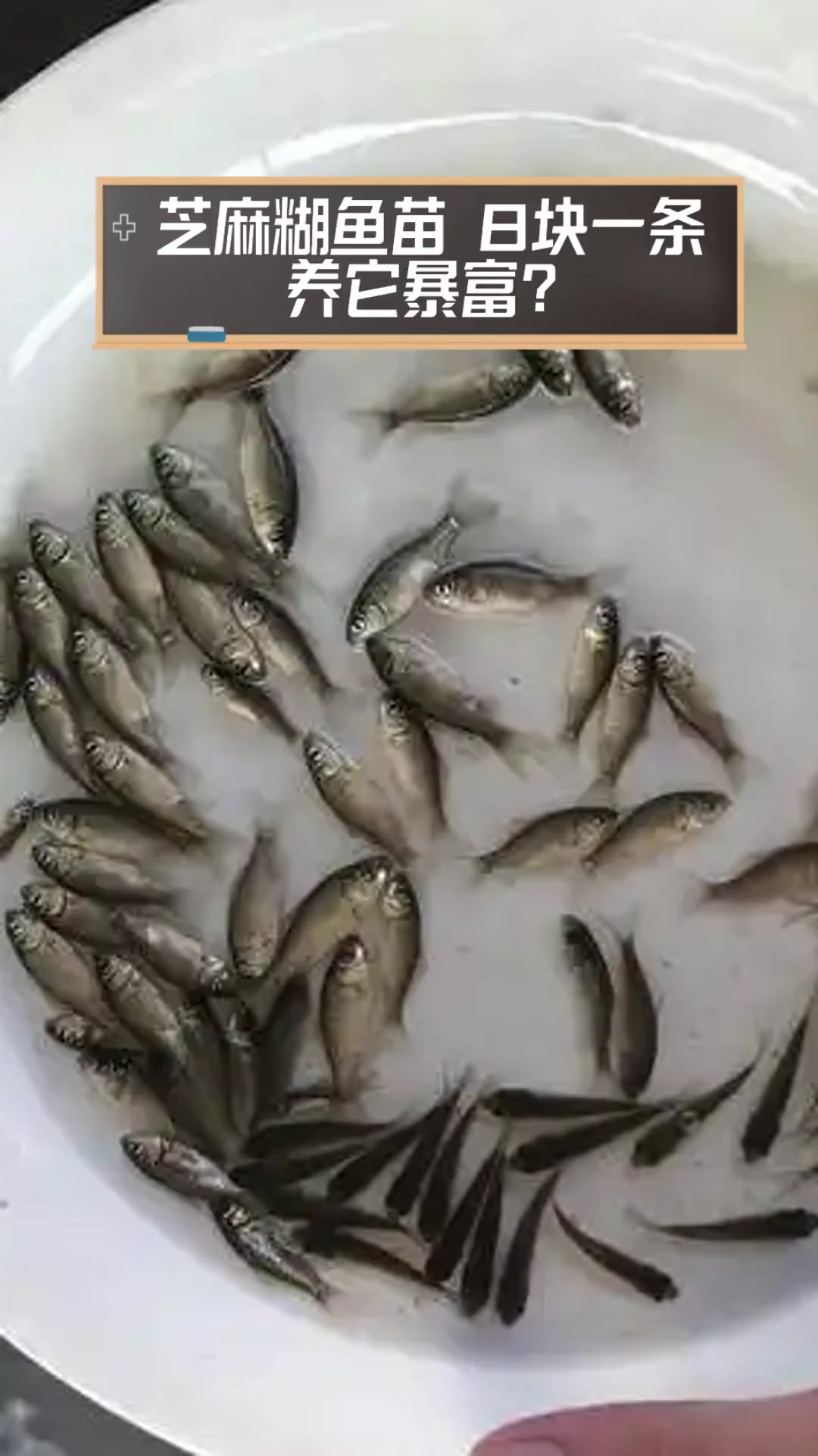 芝麻糊鱼苗,8块一条,养它暴富?