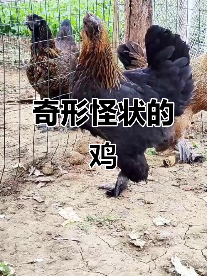 20种奇特造型的鸡,你见过几种?