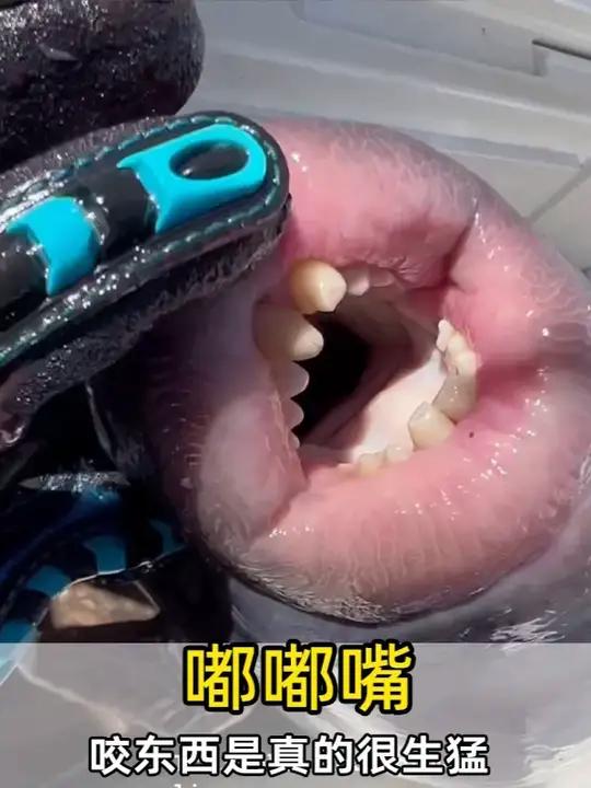 嘴大牙利脾气爆,原装厚唇杀手上线!动物科普动物世界 扳机鱼