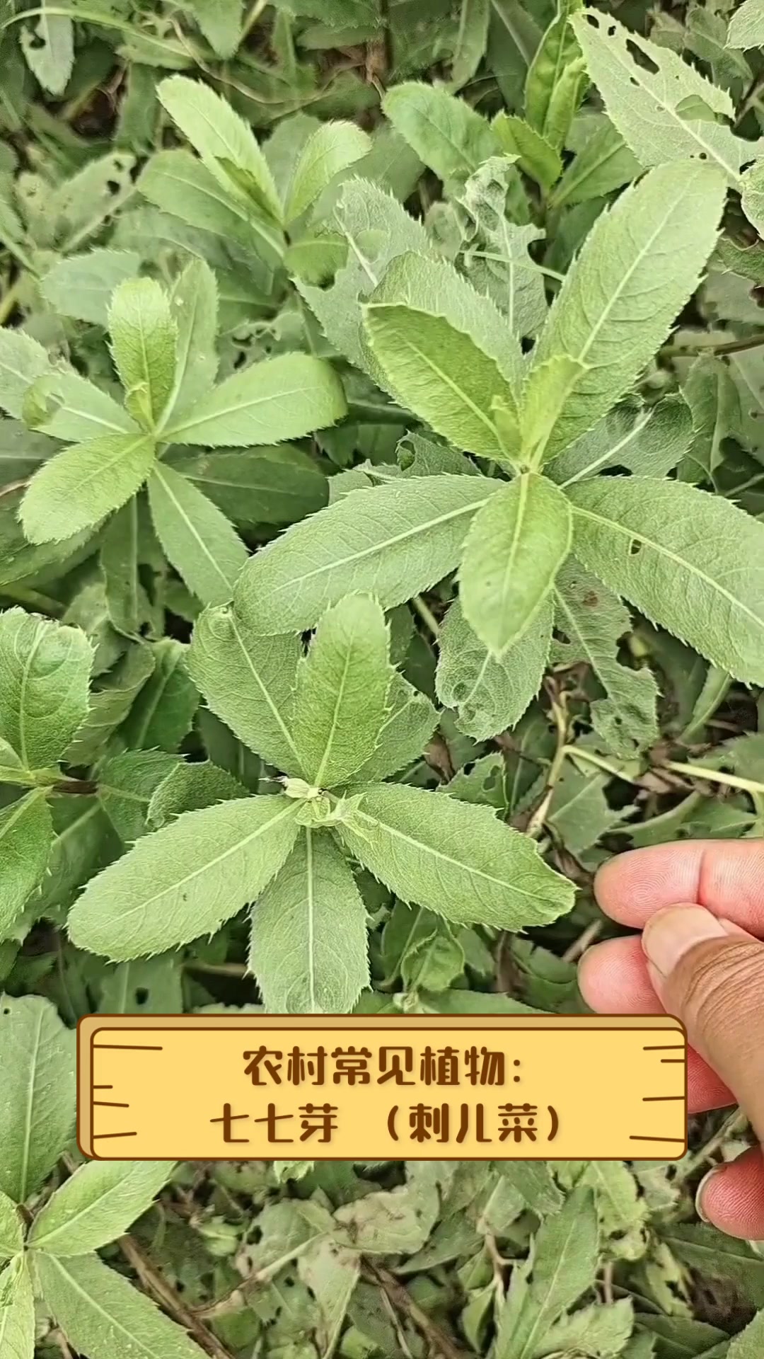 农村常见植物:七七芽(刺儿菜)