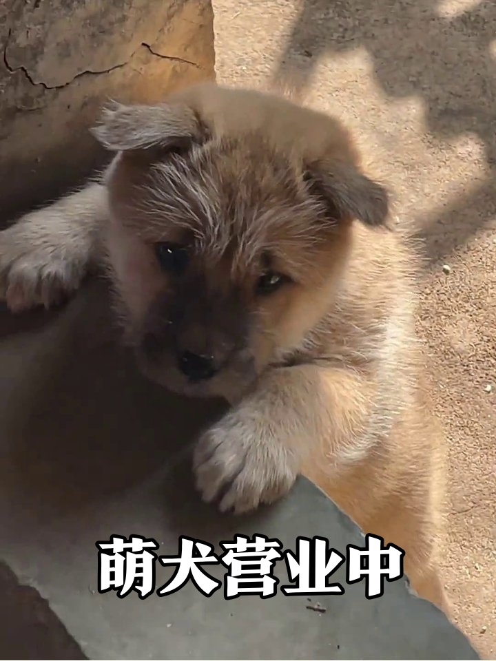 小黄狗的探索日常:从扒石板到吐舌卖萌,可爱到犯规!