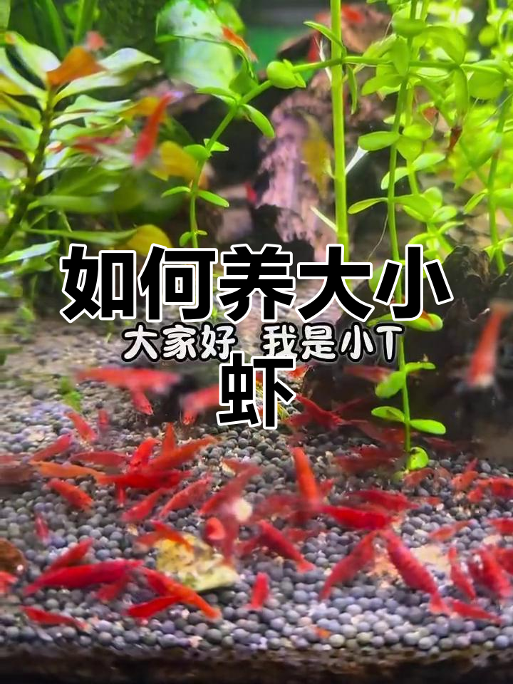 虾宝宝成长全攻略:从食物到水质管理
