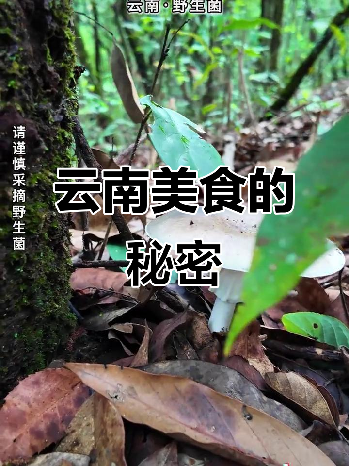 云南人珍藏鸡枞,松茸走向全球,见手青成了“坏”人的专属