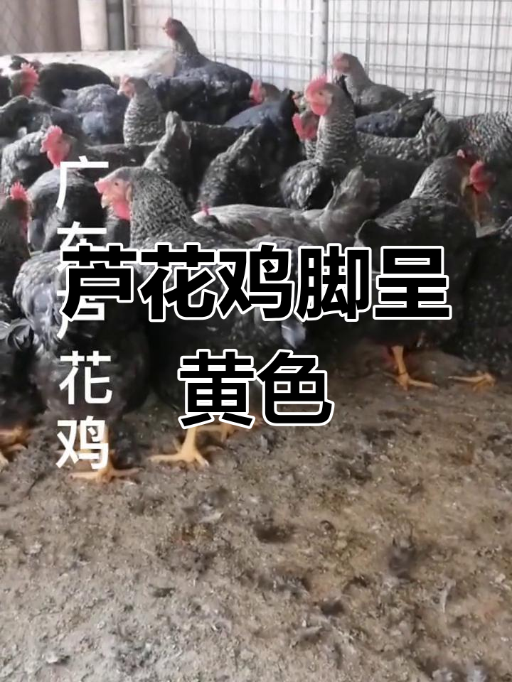 广东芦花鸡与山东品种杂交,脚部变黄
