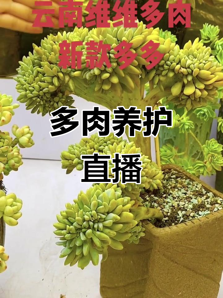 多肉养护直播