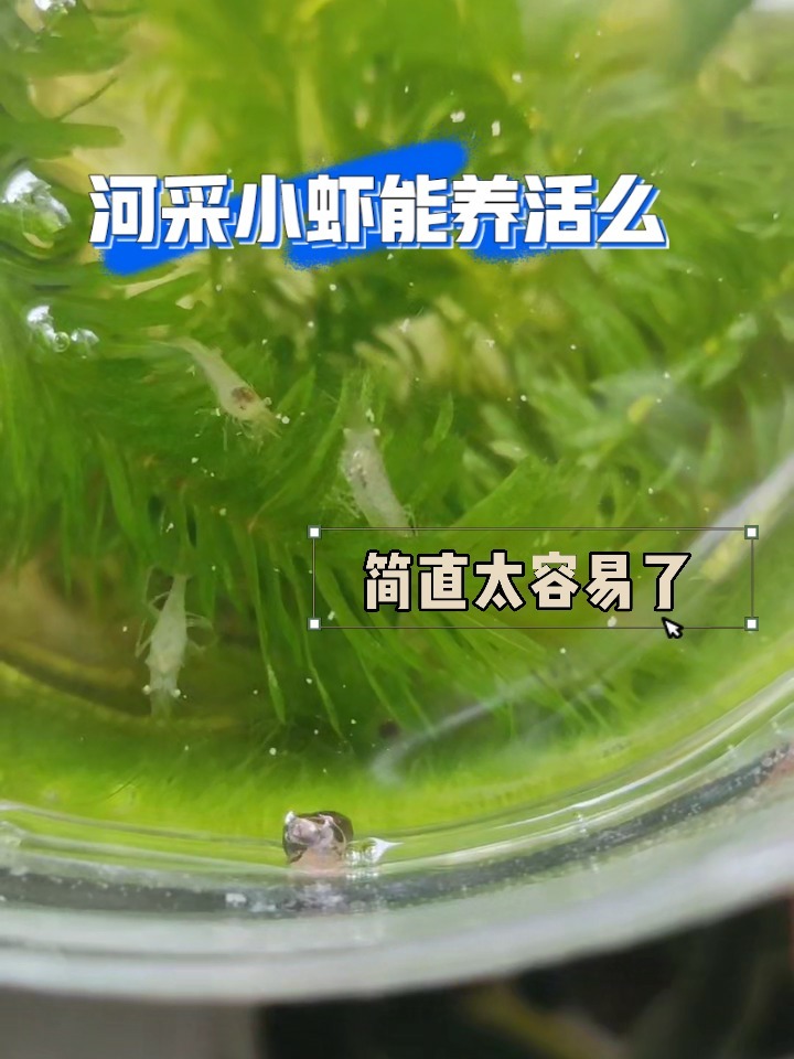 河采小虾怎么养?