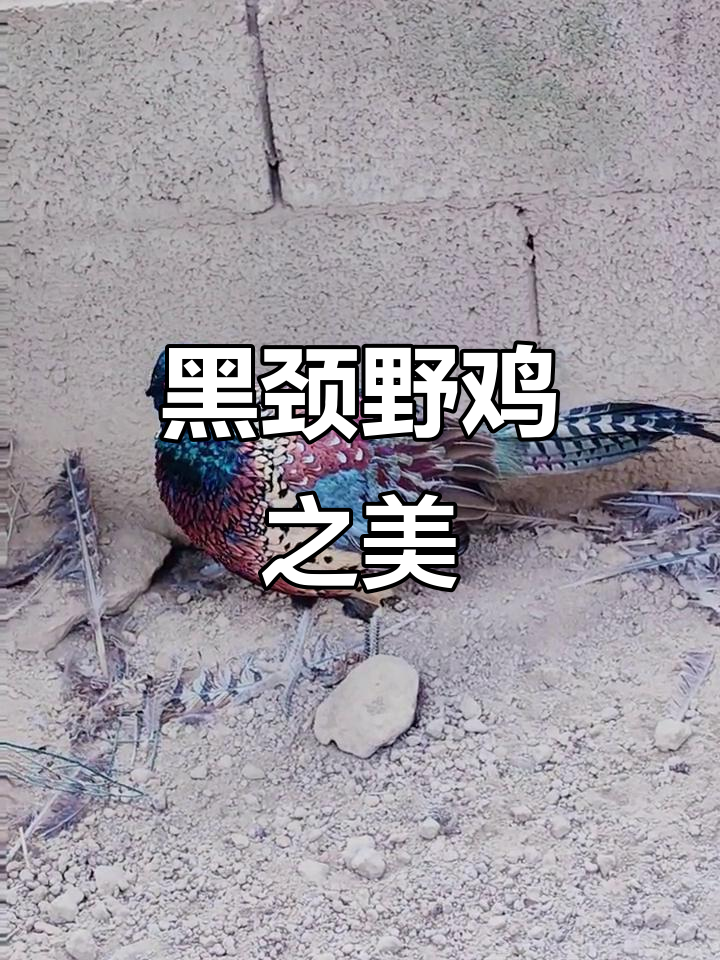 贵州黑颈野鸡,毛色艳丽,既美观又美味