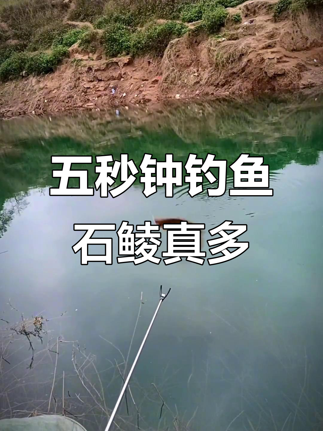 北盘江铜锁中桥钓石鲮鱼,下竿五秒就上钩!