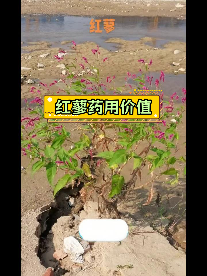 红蓼的药用功效与别名