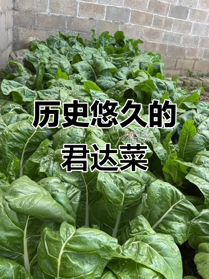 古老蔬菜君达菜,曾是猪饲料如今变美食