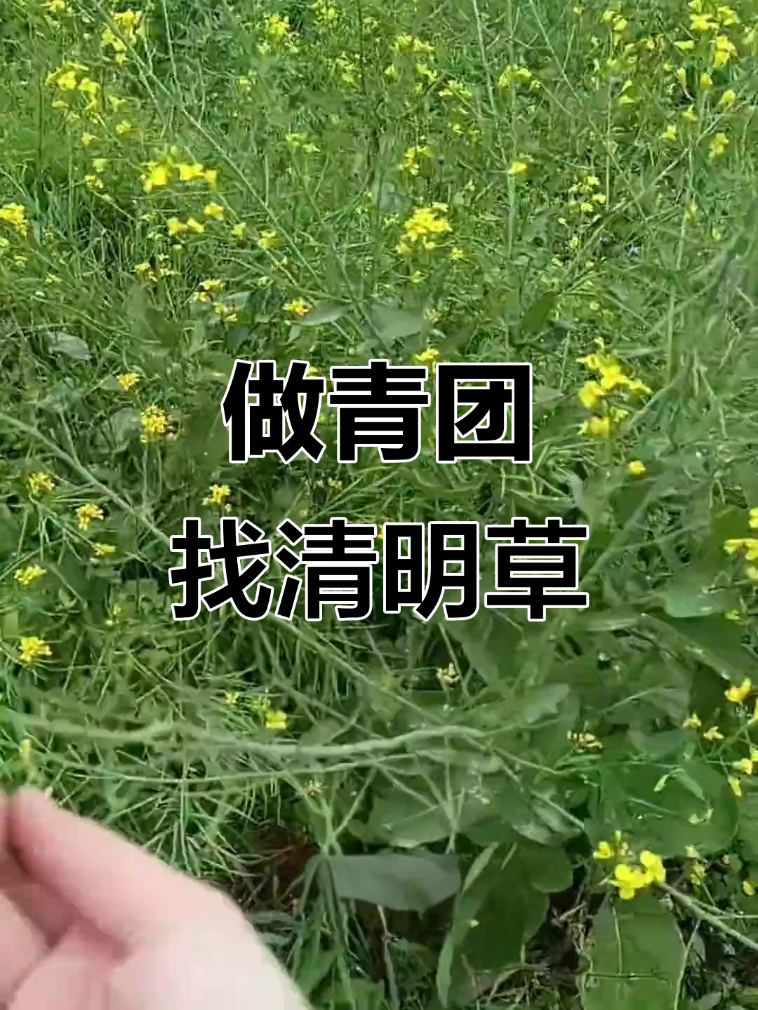 春天味道大揭秘!野生油菜与青团的完美邂逅