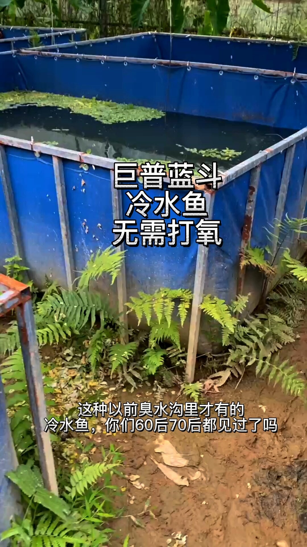 巨普蓝斗鱼冷水鱼无需打氧,有死包赔