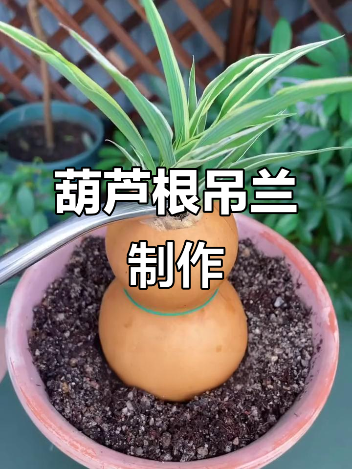 挑战葫芦根吊兰,打造独特花卉造型