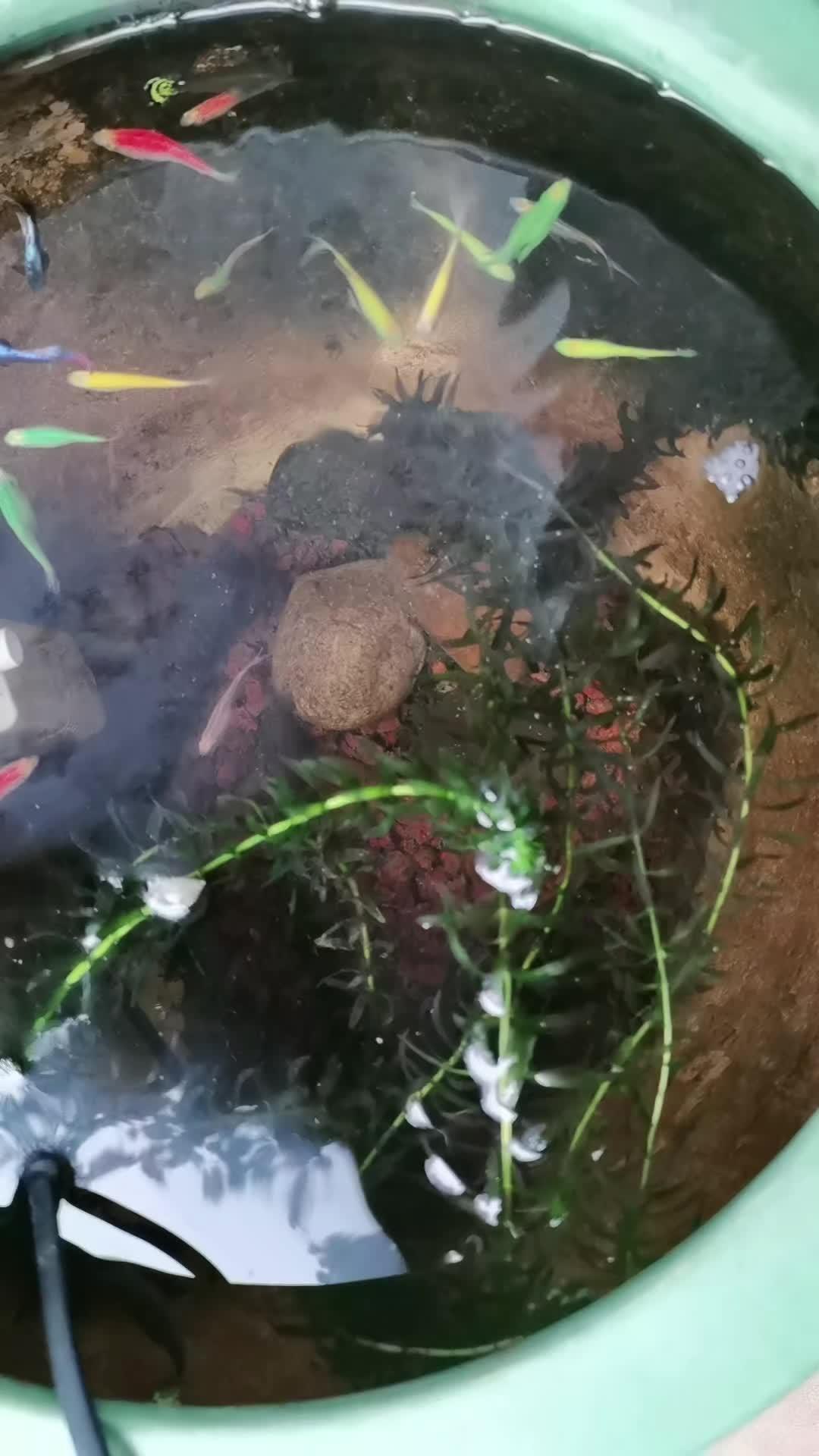 古法养鱼 生态缸 鱼缸里的大自然 斑马鱼+孔雀鱼