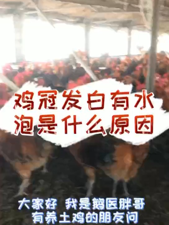 鸡冠子起水泡吃什么 鸡冠长水泡流黄水