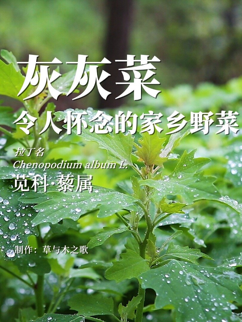 灰灰菜——令人怀念的家乡野菜