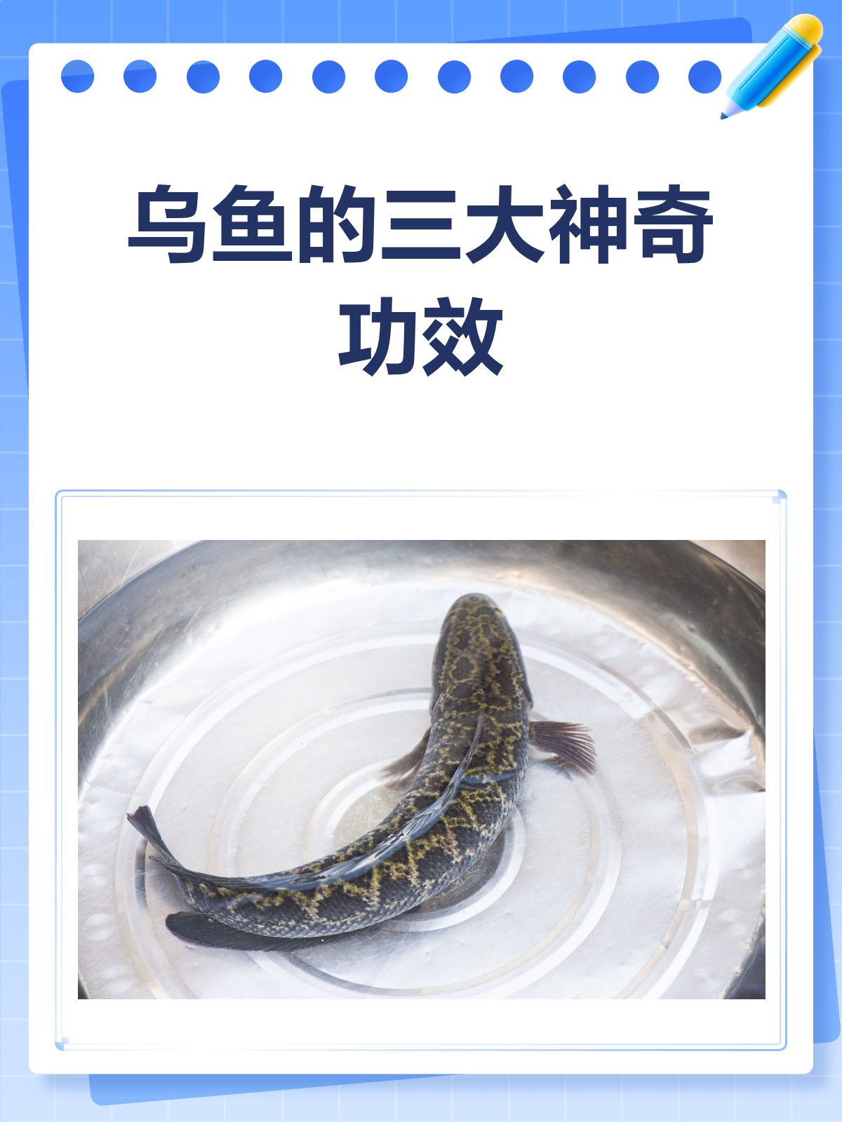 乌鱼竟有这么多好处！养生达人都在吃~