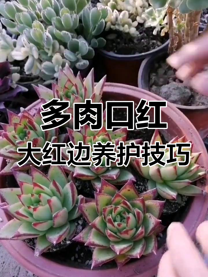 冬季如何让多肉口红叶片变红?光照与温差是关键
