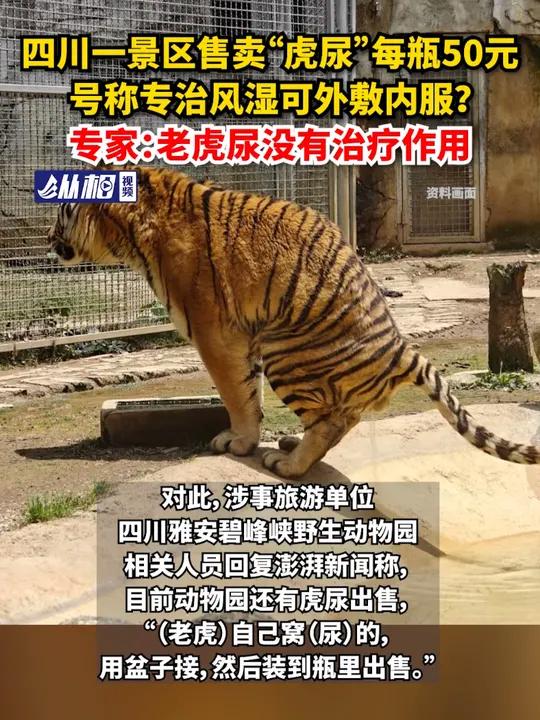 四川一景区售卖“虎尿”每瓶50元,号称专治风湿可外敷内服?专家:老虎尿没有治疗作用