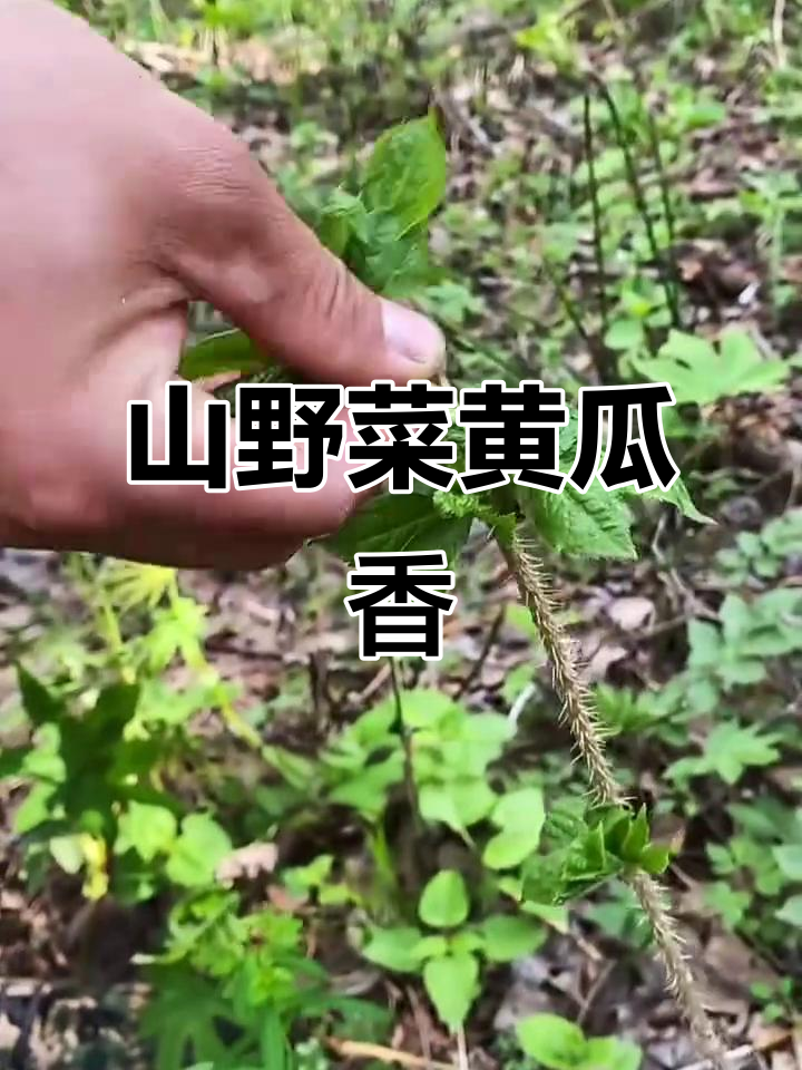 东北山野菜黄瓜香，春季必吃美味珍品