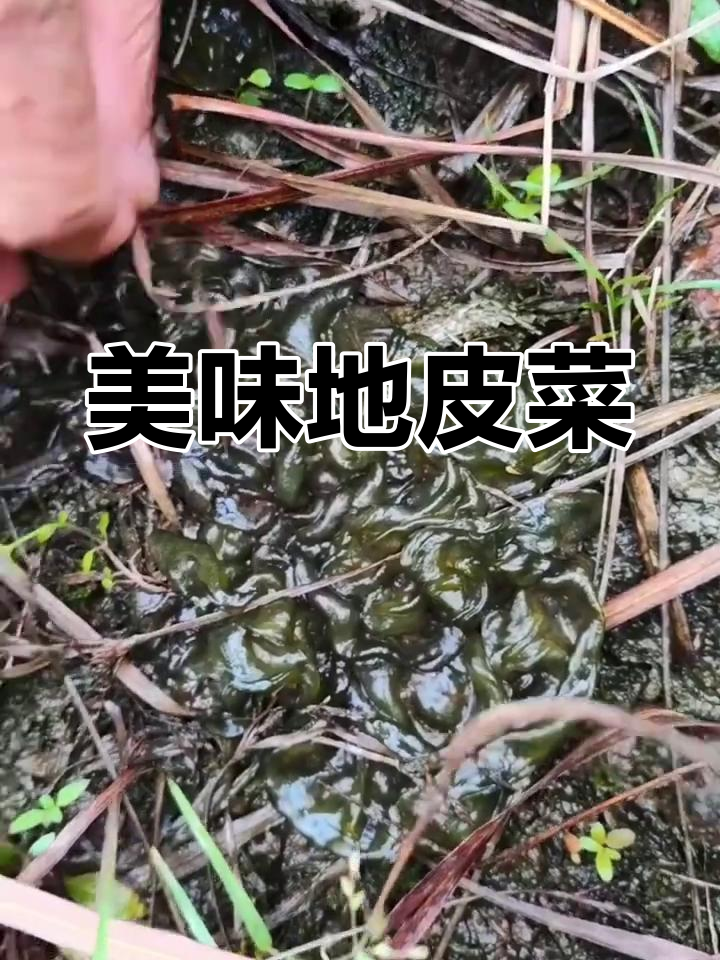 地皮菜炒鸡蛋,鲜美又营养的地皮菇你尝过吗?