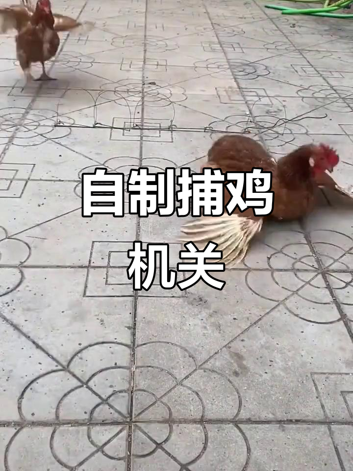 农村自制的抓鸡绊脚套,轻松捕捉家禽
