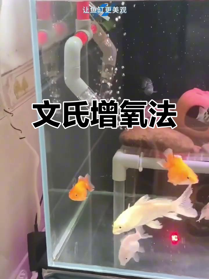 鱼缸增氧新方法,文氏系统让你告别气泵