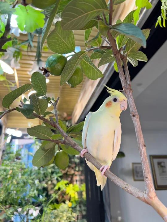 阳台小花园—电视背景墙改造