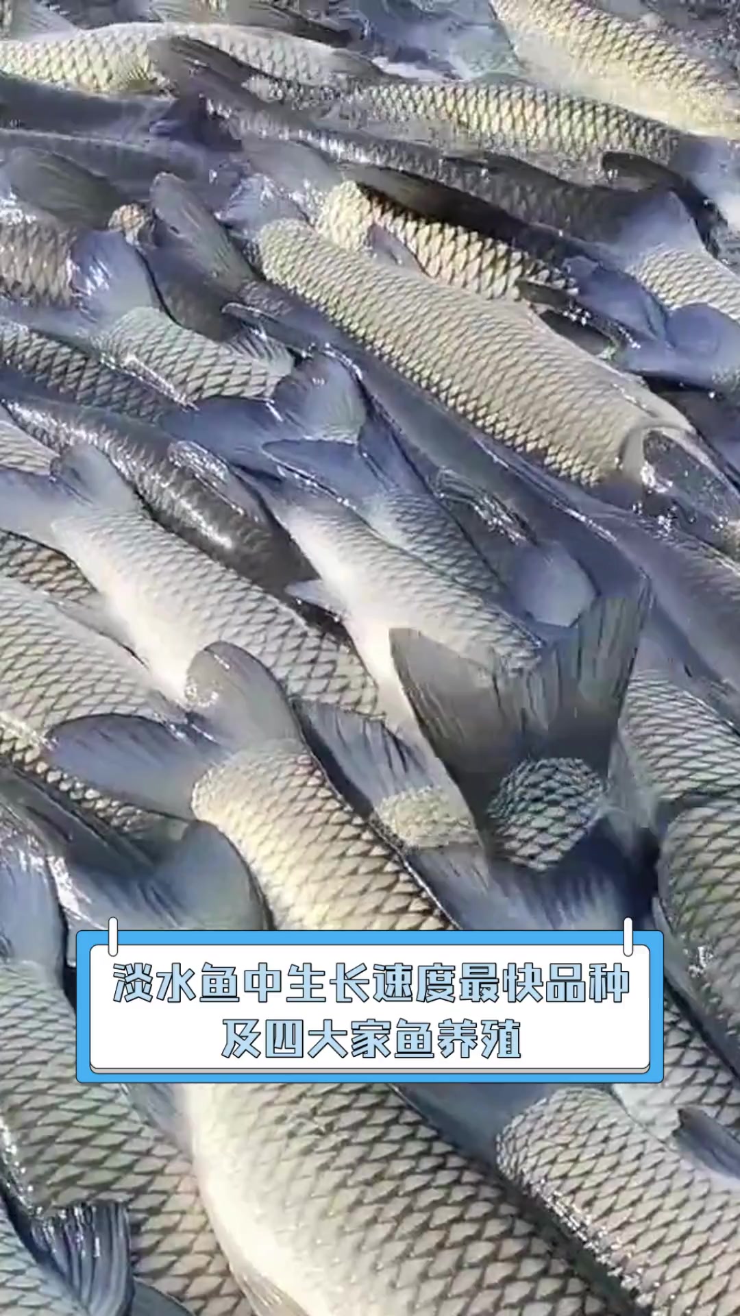 淡水鱼中生长速度最快品种及四大家鱼养殖