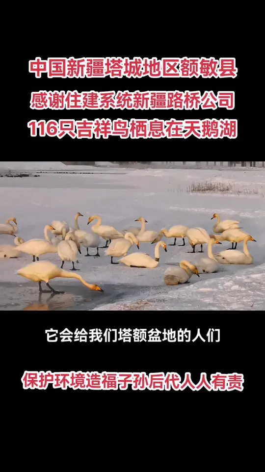 天鹅湖畔:展现人与自然和谐共处的美好画卷